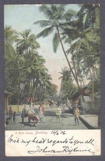 Picture Post Card of A Palm Grove. 