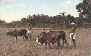 Picture post card of Labour.