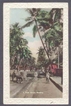 Picture Post Card of Palm Grove of Bombay.