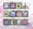 Miniature sheet of india of 2013,Wild Flowers Of India.